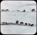 Image of Musk-Oxen, Caribou, Drawing